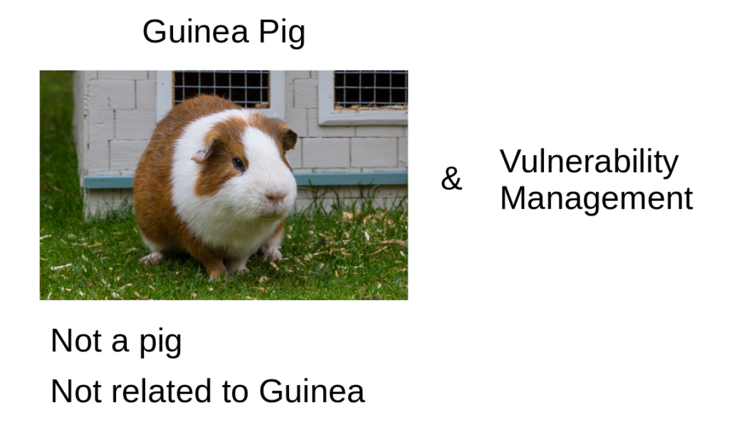 Guinea Pig and Vulnerability Management